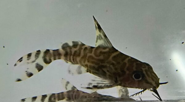 Featherfin catfish