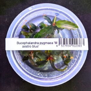Bucephalandra Maestro Blue
