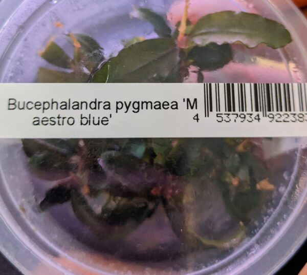 Bucephalandra Maestro Blue