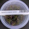 Hygrophila Lancea `Araguaia`