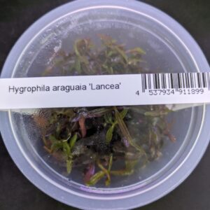 Hygrophila Lancea `Araguaia`