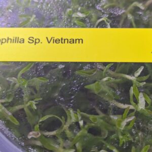 Limnophila 'Vietnam
