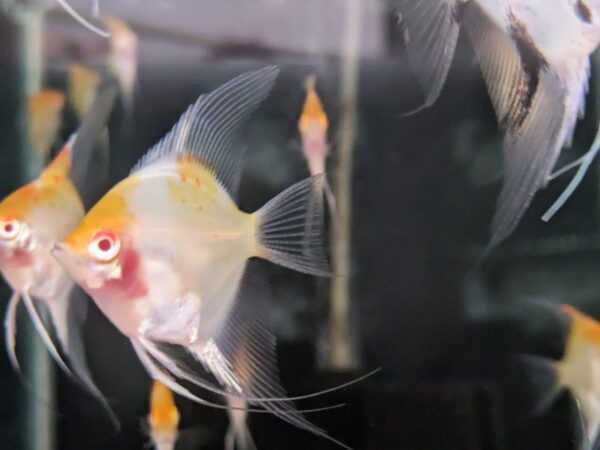 Red Eye Angelfish