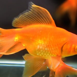 Veil tail gold fish