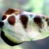 marble archer fish