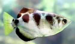 marble archer fish